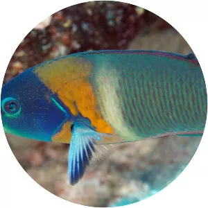 Saddle wrasse
