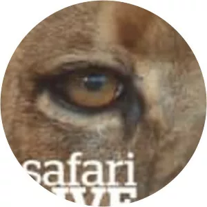 Safari Live: Migration - TV program