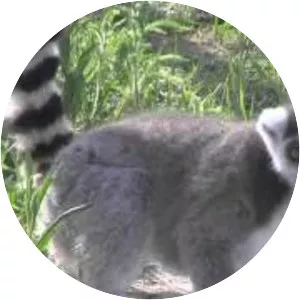 Safari North Wildlife Park - 