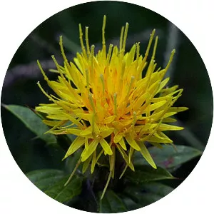 Safflower