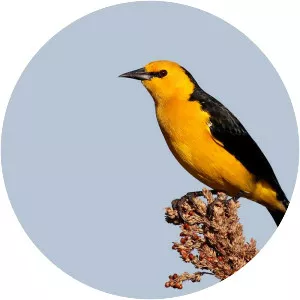 Saffron-cowled blackbird - 