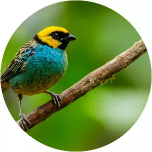Saffron-crowned tanager