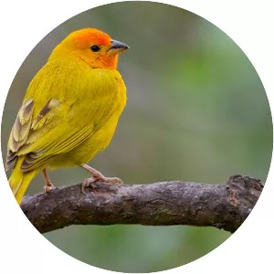 Saffron finch - Bird