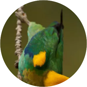 Saffron-headed parrot - Birds