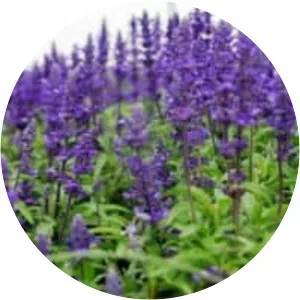 Sage of the diviners - Plants