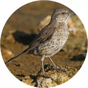 Sage thrasher - 