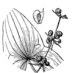 Sagittaria brevirostra - 