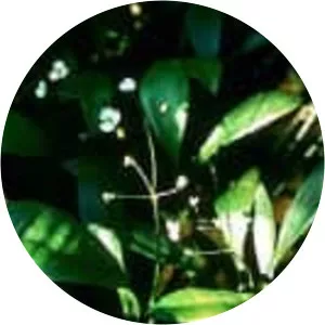 Sagittaria fasciculata - Plants