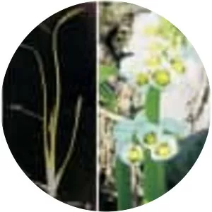 Sagittaria montevidensis