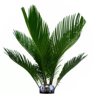 Sago palm