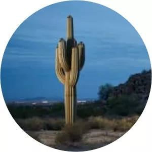 Saguaro