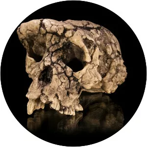 Sahelanthropus tchadensis - Primate
