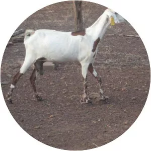 Sahelian goat