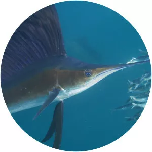 Sailfish