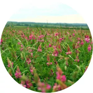 Sainfoin - Plants