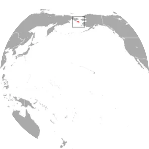 Saint Lawrence Island shrew - 