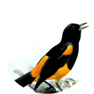 Saint Lucia oriole - Bird