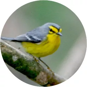 Saint Lucia warbler