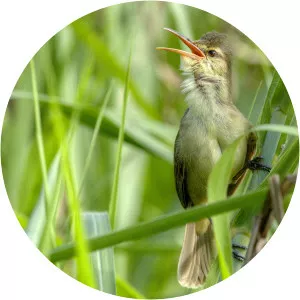 Saipan reed warbler - 