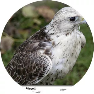 Saker falcon