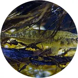 Sakhalin stickleback