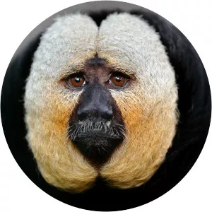 Saki monkey