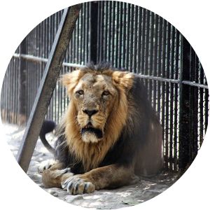 Sakkarbaug Zoological Garden