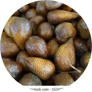 Salak pondoh - Plants