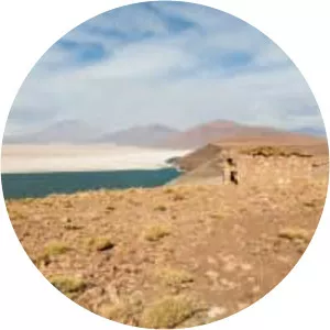 Salar de Carcote - Salt pan