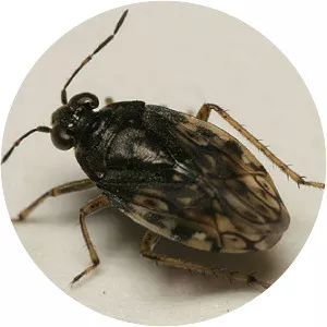 Saldidae