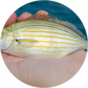 Salema porgy