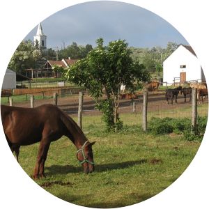 salföld major állatsimogató - fenyvespuszta - 