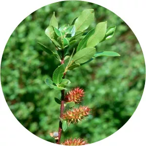 Salix arizonica
