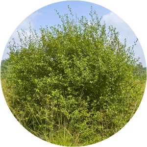 Salix aurita (Kulaklı Söğüt)