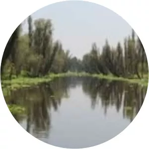 Salix bonplandiana - 