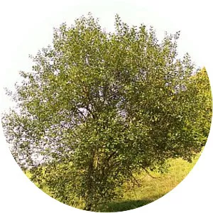 Salix caprea - Plants