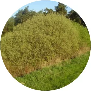 Salix cinerea