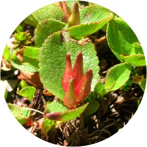 Salix herbacea