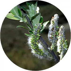 Salix hookeriana