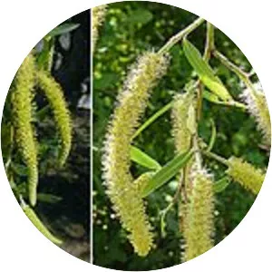 Salix humboldtiana - 