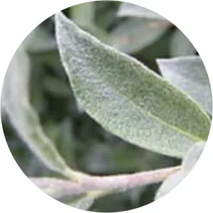 Salix lapponum - 