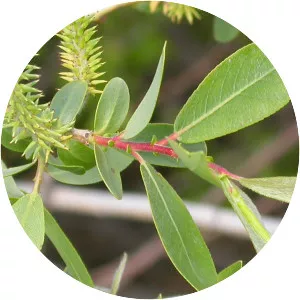 Salix lutea