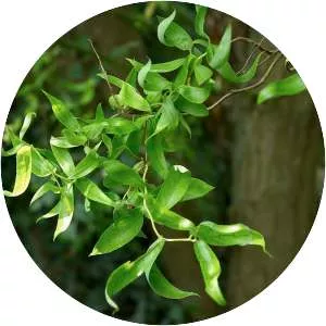 Salix matsudana