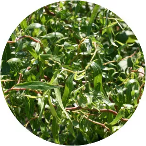 Salix matsudana ‘Tortuosa' - Plants