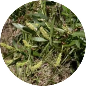 Salix melanopsis (Salix Melanopsis)