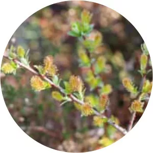 Salix myrtilloides - 