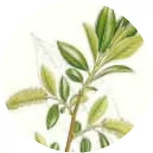 Salix pentandra (Defne Yapraklı Söğüt)