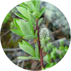 Salix planifolia