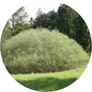 Salix rosmarinifolia - 