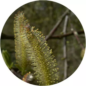 Salix sitchensis